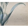 Aquarelle "Oeillet" signée E. REINHART
