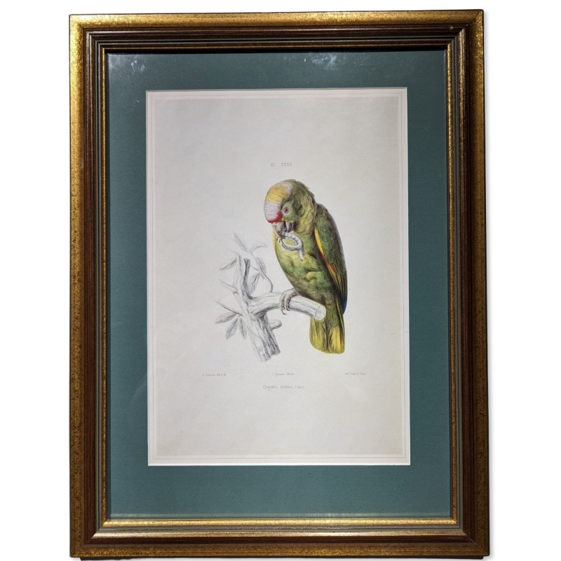 Reproduction of the engraving ‘Chrysolis diadema’