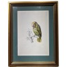 Reproduction of the engraving ‘Chrysolis diadema’