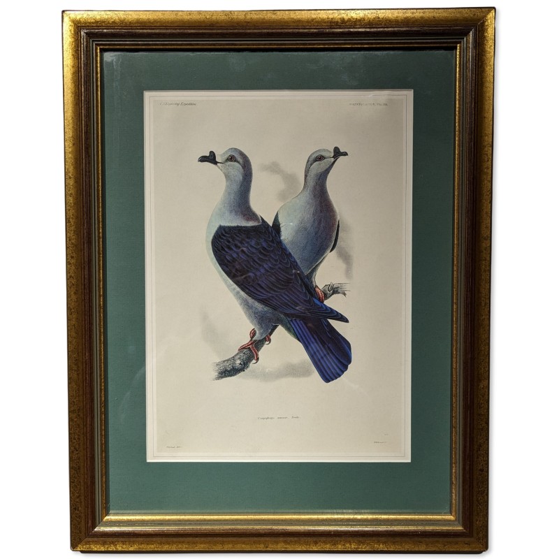 Reproduction of the engraving "Carpophaga aurorae"