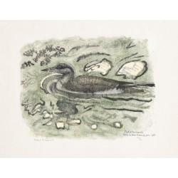 Gravure "Plongeon arctique" signée HAINARD