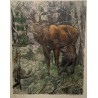 Gravure "Cerf brâmant" signée Robert HAINARD