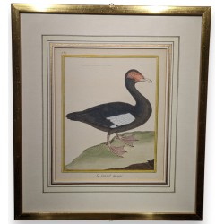 Gravure "Le Canard musqué" par MARTINET