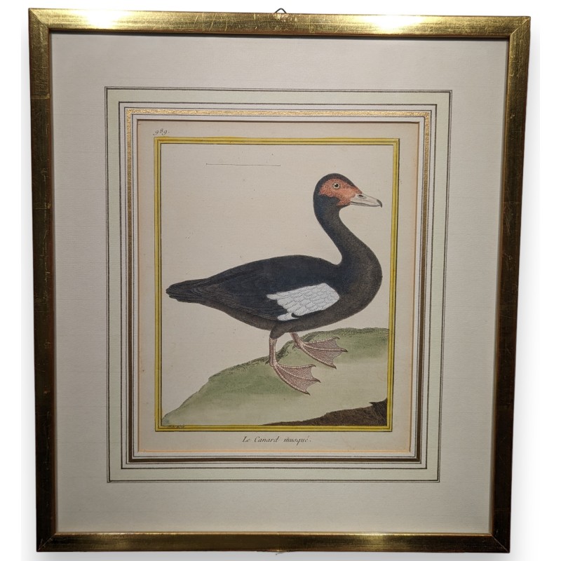 Gravure "Le Canard musqué" par MARTINET