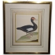 Gravure "Le Canard musqué" par MARTINET