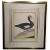Gravure "Le Canard musqué" par MARTINET