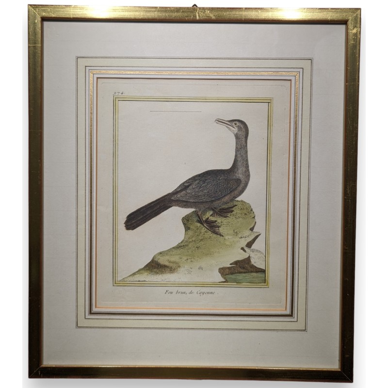 Engraving entitled ‘Fou brun de Cayenne’ by MARTINET