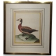 Gravure "Canard du Maragnan" par MARTINET