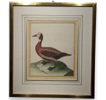 Gravure "Canard du Maragnan" par MARTINET