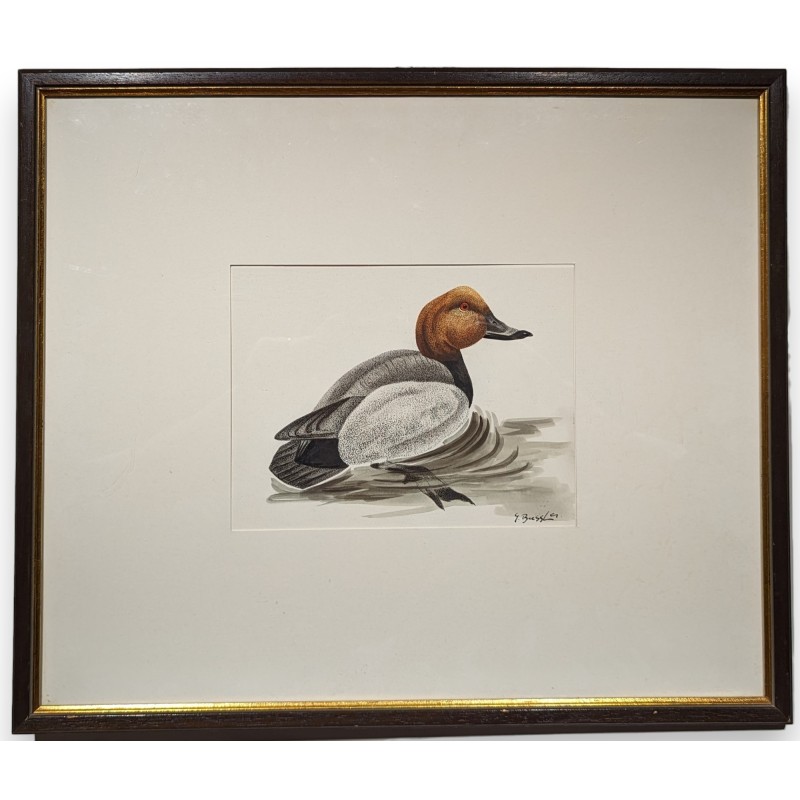 Aquarelle "Fuligule milouin" signée G. BRESSLER