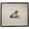 Aquarelle "Fuligule milouin" signée G. BRESSLER