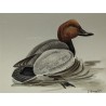 Aquarelle "Fuligule milouin" signée G. BRESSLER