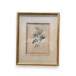 Gravure "Églantine Elisabeth" par REDOUTÉ