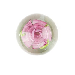 Large pink flower sulphide