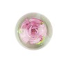 Large pink flower sulphide