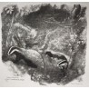 Engraving entitled "Badgers", signed HAINARD