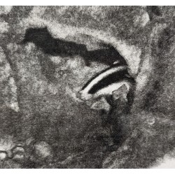 Engraving entitled "Badgers", signed HAINARD