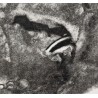 Engraving entitled "Badgers", signed HAINARD