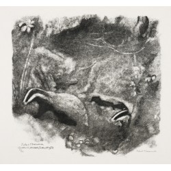 Engraving entitled "Badgers", signed HAINARD