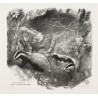 Engraving entitled "Badgers", signed HAINARD
