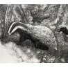 Engraving entitled "Badgers", signed HAINARD