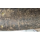 Cuirasse de dragon modèle 1855