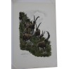 Lithograph entitled ‘Ibex’, signed by Robert HAINARD