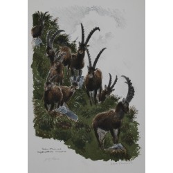 Lithograph entitled ‘Ibex’, signed by Robert HAINARD