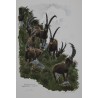 Lithograph entitled ‘Ibex’, signed by Robert HAINARD