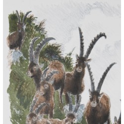 Lithograph entitled ‘Ibex’, signed by Robert HAINARD