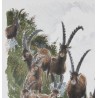 Lithograph entitled ‘Ibex’, signed by Robert HAINARD