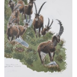 Lithograph entitled ‘Ibex’, signed by Robert HAINARD