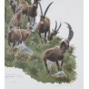 Lithograph entitled ‘Ibex’, signed by Robert HAINARD