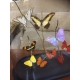 Globe de papillons multicolor