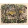 Engraving entitled ‘Fox on the Lookout’, signed RIME