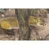 Engraving entitled ‘Fox on the Lookout’, signed RIME