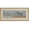 Aquarelle "Zèbre" signé Peter BRUCE 97