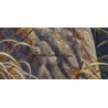 Tableau \"Tigre, le saut de la foi\" signé SHARROCK