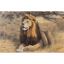 Tableau \"Kruger Lion\" signé Alastair PROUD