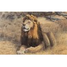 Tableau \"Kruger Lion\" signé Alastair PROUD