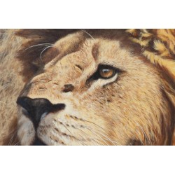 Tableau \"Kruger Lion\" signé Alastair PROUD