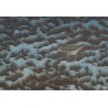 Gouache "Bécasse dans la neige" signé OKUNU