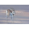Pastel ‘Antelope’ signed by Paul B. DIXON 97