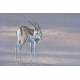 Pastel "Antilope" signé Paul B. DIXON 97
