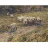Aquarelle "Changing pastures" signée ES WATERLOW