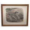 Gravure "Couple de blaireaux", signée HAINARD