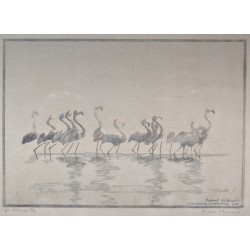 Gravure "Flamants roses", signée HAINARD