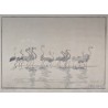 Gravure "Flamants roses", signée HAINARD