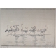 Gravure "Flamants roses", signée HAINARD