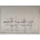 Gravure "Flamants roses", signée HAINARD